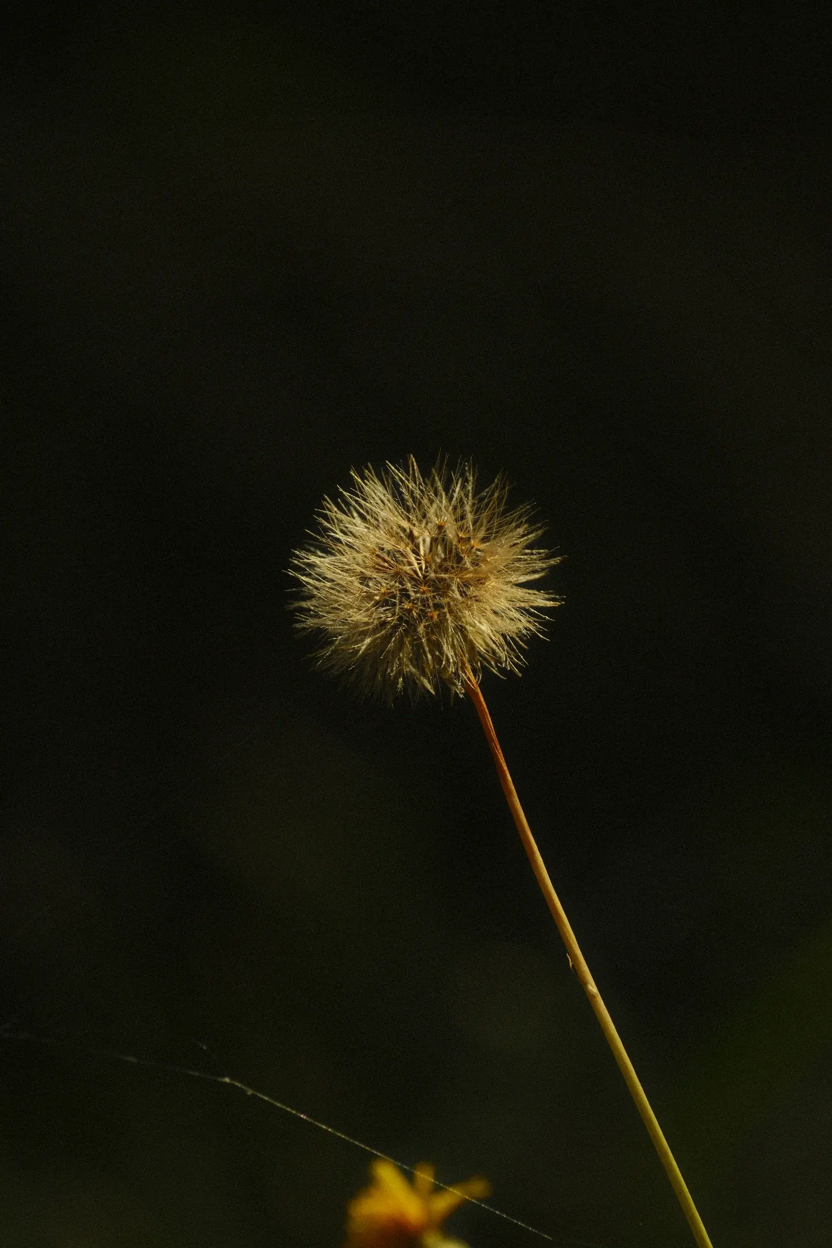 A dandelion catching the light