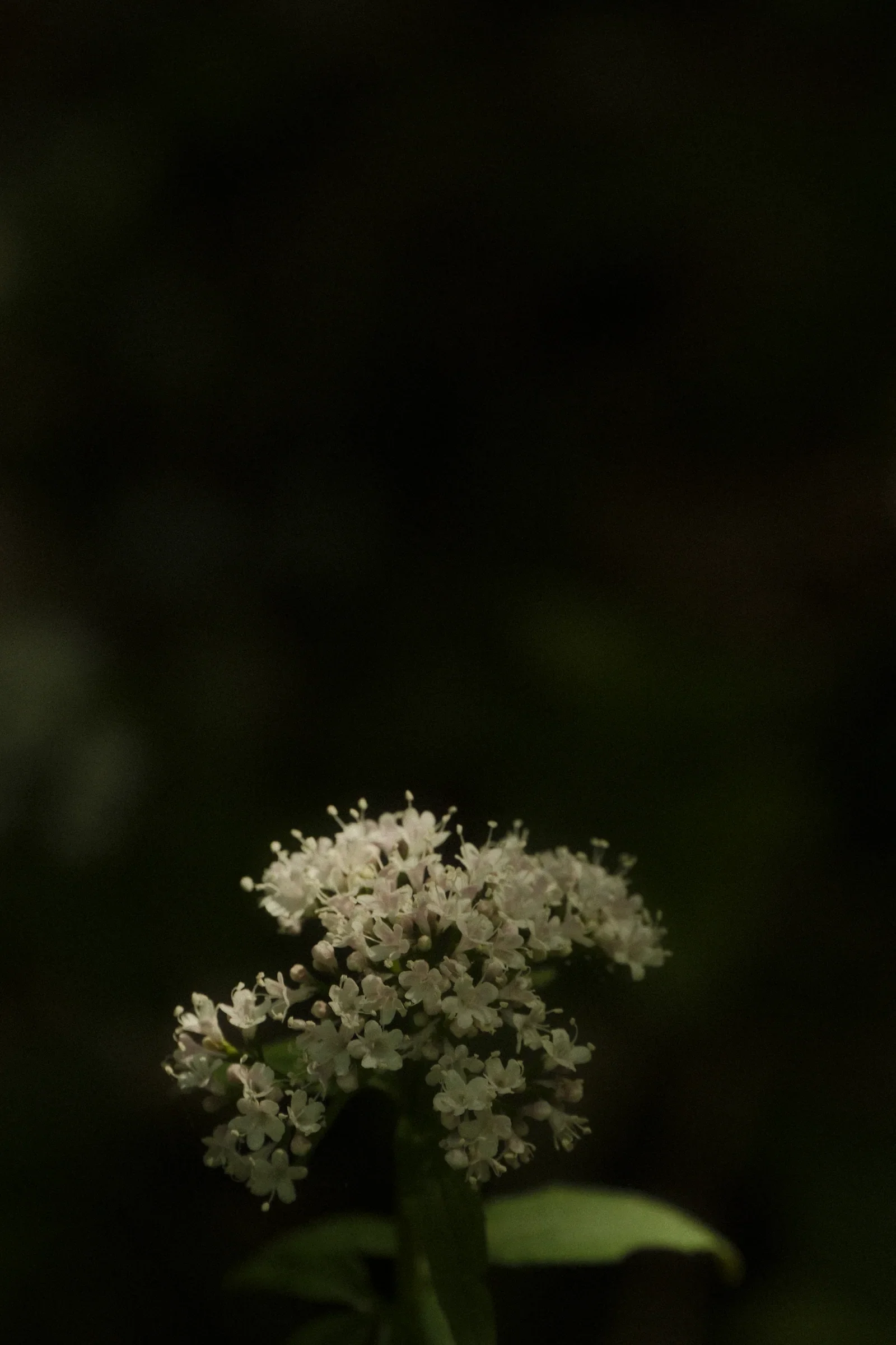 Silence, a photograph by Frederik Strobl